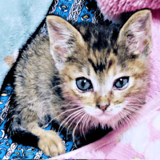 ひとりぼっちで置き去りにされた子猫…深い悲しみに沈む家に光を運んできた　ご飯タイムのかわいらしい習慣とは？