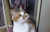 「夫の死から数日後に判明した愛猫の腎臓病　命尽きるまで愛猫に寄り添い続けた18年間の記録」の画像1