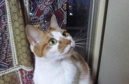 夫の死から数日後に判明した愛猫の腎臓病　命尽きるまで愛猫に寄り添い続けた18年間の記録