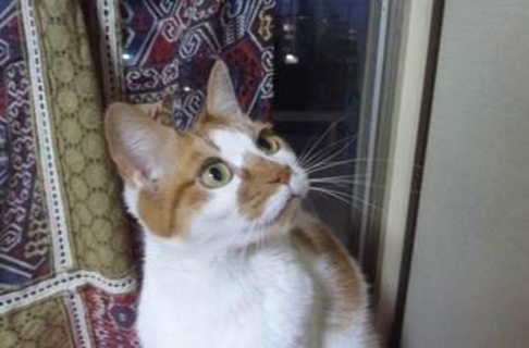 夫の死から数日後に判明した愛猫の腎臓病　命尽きるまで愛猫に寄り添い続けた18年間の記録