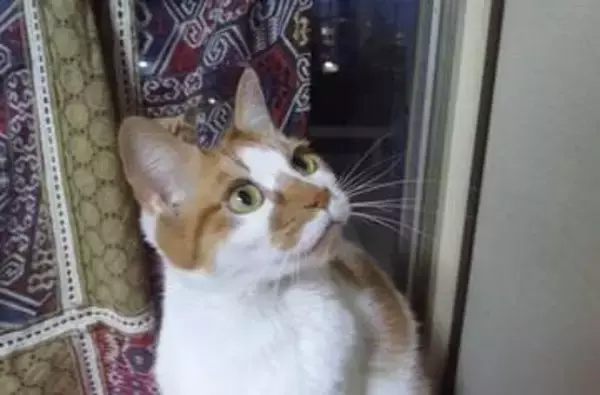 夫の死から数日後に判明した愛猫の腎臓病　命尽きるまで愛猫に寄り添い続けた18年間の記録