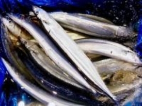 真っすぐ焼くのはもう古い？「背の脂が腹に回り、かつ肝も美味しく」…サンマの理想的な焼き方が話題に