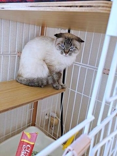 「想像以上に焦げてきた（笑）」完全に別猫…元保護猫のビフォーアフター　車いすバスケ選手・北田千尋さんと「ふぅさん」の出会い
