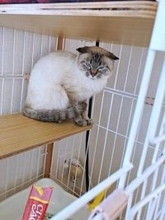 「想像以上に焦げてきた（笑）」完全に別猫…元保護猫のビフォーアフター　車いすバスケ選手・北田千尋さんと「ふぅさん」の出会い