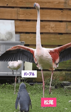 「フラミンゴになりたいペンギン」！？　自信満々で片足立ちを披露するペンギン、でもフラミンゴは…？