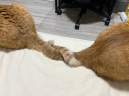 仲良し兄弟猫の「尻尾クルクル」に癒やされる人が続出…「尊い」「リアルなしっぽハグ」