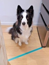 キッチン入り口のテープ1本でピタリ停止「さすがボーダー・コリー！」　境界線を認識した愛犬の賢さに称賛の声続々