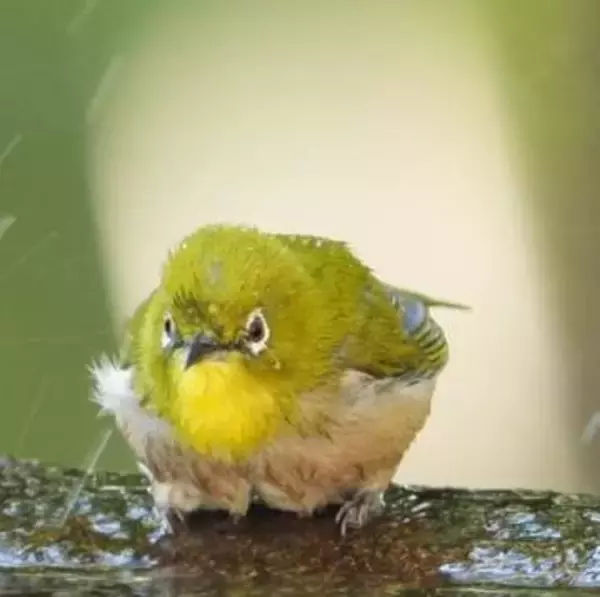 「目がマジ怒ってる」メジロさん、なぜ？「銭湯の洗い場みたい」「大暴れの毛玉可愛いです」