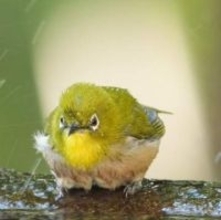 「目がマジ怒ってる」メジロさん、なぜ？「銭湯の洗い場みたい」「大暴れの毛玉可愛いです」