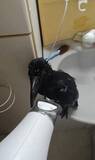 「きれい好きカラスの「お風呂ルーティン」に驚き！　飼い主さんと一緒にシャワー、その後は…？」の画像1
