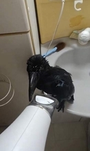 きれい好きカラスの「お風呂ルーティン」が楽しそう！飼い主さんと一緒にシャワー、その後は…？