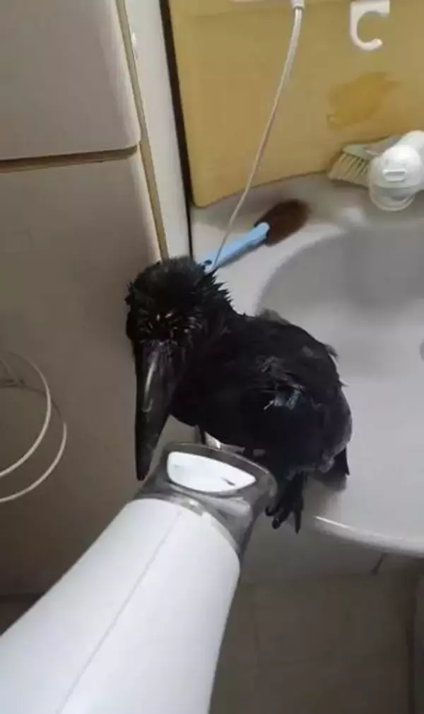 きれい好きカラスの「お風呂ルーティン」に驚き！　飼い主さんと一緒にシャワー、その後は…？