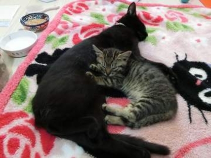 陣痛中の妻に駆け寄る夫…愛猫2匹に「お前らなんとかしろよ、8年なんのために飼ってきたと思ってんだ」まさかの“猫の手”頼みに12万いいね