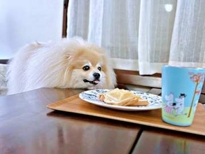 ビッグボディの犬が「妖怪パンよこせ」に変身　寝ていたはずが気配で覚醒→「ヘッヘッヘッ」と鼻を近づける姿に爆笑