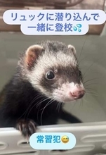 寝坊してドタバタと登校した中学生の息子、リュックの中には…　先生からまさかの「出迎え」要請　出発時の合言葉も変更「入ってない？」