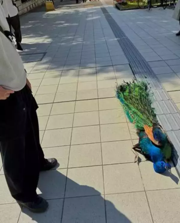 「拒否柴」ならぬ「拒否クジャ」が話題に　散歩中「帰りたくない」地面に倒れ込んだクジャク……なぜ？