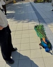 「拒否柴」ならぬ「拒否クジャ」が話題に　散歩中「帰りたくない」地面に倒れ込んだクジャク……なぜ？