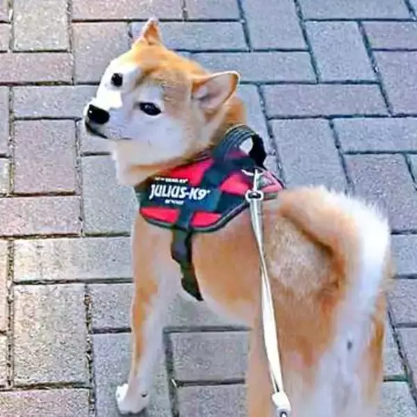 飼い主と1カ月ぶりに再会した柴犬　完璧な“二度見”から喜び爆発の猛ダッシュ！「涙が出る」「かわいいなぁ」「会いたかったんだね」