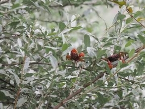 昆虫食のパイオニア、荒川沿いの樹上で見つけた意外な生き物