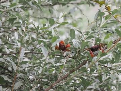昆虫食のパイオニア、荒川沿いの樹上で見つけた意外な生き物