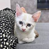 「「うちの猫が『ニャー』と鳴かなくなりました」→代わりに発する謎の声に5.4万いいね　「電話が鳴ってるみたい」「目覚まし音にしたい」」の画像1