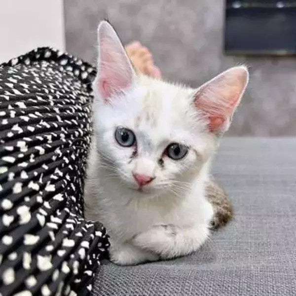 「うちの猫が『ニャー』と鳴かなくなりました」→代わりに発する謎の声に5.4万いいね　「電話が鳴ってるみたい」「目覚まし音にしたい」
