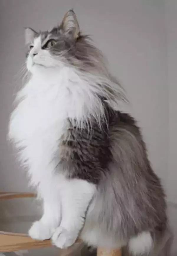 美人は3日で飽き…ない！ノルウェージャンの凛々しさに5年経ってもメロメロ　「美少年！」「子猫時代も成猫時代も老猫時代もかわいい」