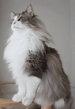 美人は3日で飽き…ない！ノルウェージャンの凛々しさに5年経ってもメロメロ　「美少年！」「子猫時代も成猫時代も老猫時代もかわいい」