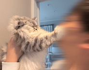 「5年かけても縮まらない距離」愛猫に全力で拒否される“切なすぎる1枚”が話題　「最高に猫らしくて良い」