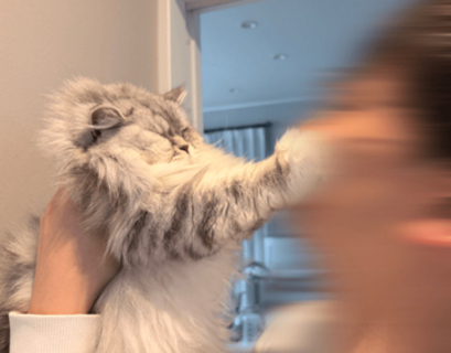 「5年かけても縮まらない距離」愛猫に全力で拒否される“切なすぎる1枚”が話題　「最高に猫らしくて良い」