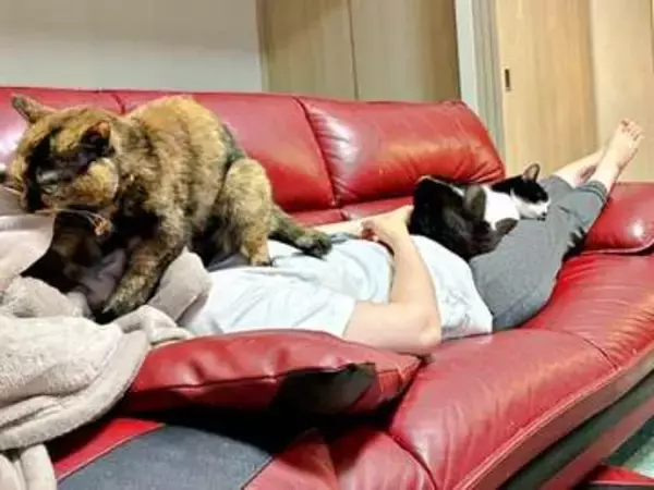「ソファで寝るとこうなる」顔と足元にのしかかる2匹の猫！ 重さと苦しさに耐える飼い主だが…「猫がかわいいが勝ってしまう」