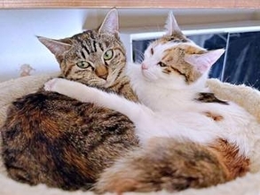 「絶対虫いるじゃん…」元保護猫姉妹が一点を凝視したままフリーズ→真相は？　「いるね」「あるある」「しっぽがかわいすぎない？」