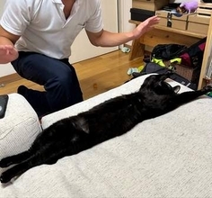 黒猫をなでたら…びよ〜んと伸びて伸びて一直線！ 驚異の伸びっぷりに4.7万いいね「長〜〜〜〜い」「捕まった宇宙人」