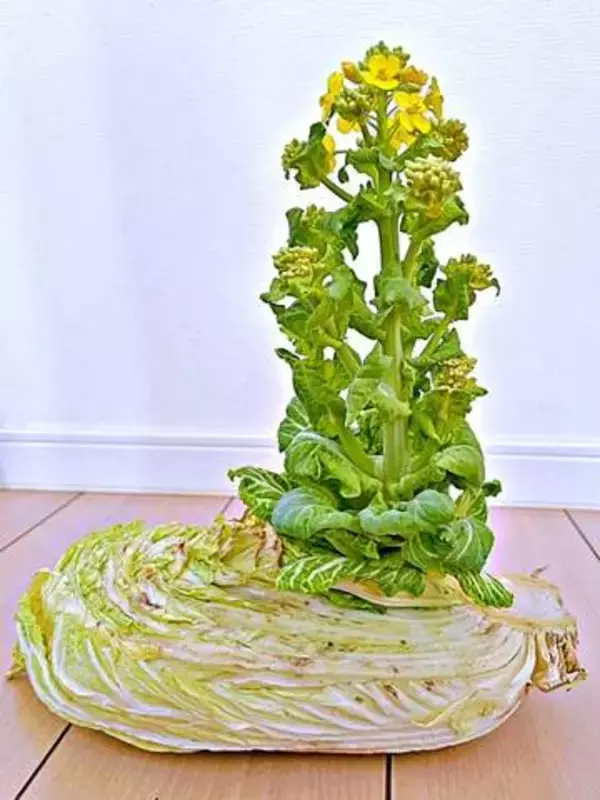 「白菜の芯から謎の芽「何が起きてる？」投稿が大反響→正体は！？ 食べてみたら驚き「甘くておいしい」」の画像