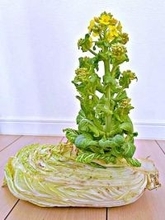 白菜の芯から謎の芽「何が起きてる？」投稿が大反響→正体は！？ 食べてみたら驚き「甘くておいしい」