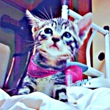 バイト中、店の裏の排水溝で鳴き続ける子猫を発見　「守りたい」梅干しの箱で連れ帰り13年　愛情に包まれ甘えん坊の美ニャンに