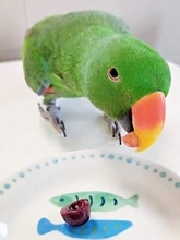 さくらんぼvsアメリカンチェリー　オオハナインコが選んだのは？ 忖度なしの食べ比べ動画に反響「ちゃんと味わってる」「やっぱり」