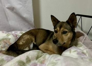 猪のくくり罠にかかった元野犬、恐怖と痛みで3本脚に？　家族とともに7年…ビビリで外に出られないが、家の中だけで十分幸せ！