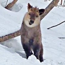 「おうおう、カモシカ先輩を舐めんなよ！」雪山で遭遇、カモシカの迫力あふれる姿に15万いいね　実はおとなしい天然記念物