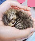 「天井裏で保護された手のひらサイズの子猫　2年後の姿に反響「立派に成長しましたね」「幸せが詰まってる」「胸が熱くなります」」の画像1