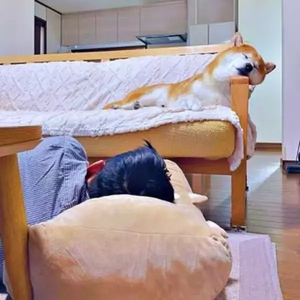 柴犬、ソファで堂々爆睡→飼い主は床で背中を丸めて…　お出かけ帰りの光景に「お犬様ですから」「ワンが幸せなのが1番」「柴犬あるある」