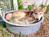 「生後3カ月の子犬、タライの水をペロペロ→いきなり顔面ドボン！ 躊躇ゼロの豪快すぎる涼み方に4.8万超いいね「タライーヌ」「勢いが最高」」の画像1