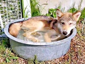 生後3カ月の子犬、タライの水をペロペロ→いきなり顔面ドボン！ 躊躇ゼロの豪快すぎる涼み方に4.8万超いいね「タライーヌ」「勢いが最高」