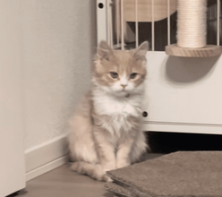 引き取られた直後は不安げだった子猫→4日目にはゴロニャン「笑っちゃった」「切り替え早くて可愛い」