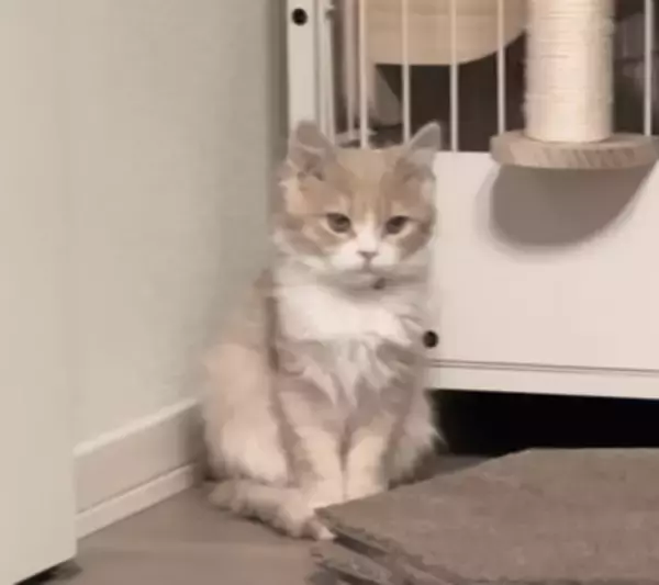 引き取られた直後は不安げだった子猫→4日目にはゴロニャン「笑っちゃった」「切り替え早くて可愛い」