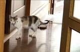 「20歳超の愛猫が旅立った2日後…玄関に現れた三毛猫　「NNNから派遣された？」不思議な縁に3.7万いいね　「ご主人が寂しがらないよう…」」の画像1