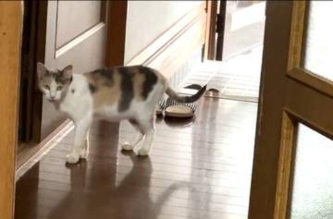 20歳超の愛猫が旅立った2日後…玄関に現れた三毛猫　「NNNから派遣された？」不思議な縁に3.7万いいね　「ご主人が寂しがらないよう…」