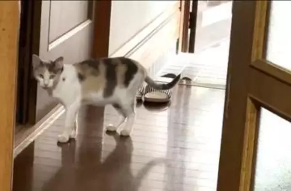 20歳超の愛猫が旅立った2日後…玄関に現れた三毛猫　「NNNから派遣された？」不思議な縁に3.7万いいね　「ご主人が寂しがらないよう…」