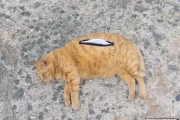 「ネコに縫い付けてるんじゃないか」「AIですよね？」…ティッシュペーパーホルダーになった猫が話題