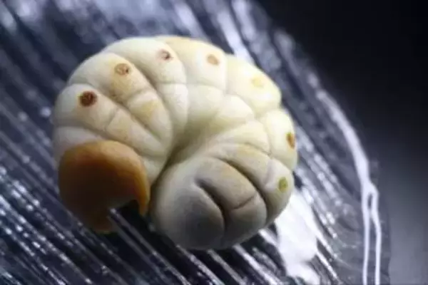 「ふざけてません…真剣です」京都の老舗和菓子店　次はカブトムシの幼虫　職人が手がけたゲテモノ和菓子　見事な造形に「気持ち悪いくらいリアル」